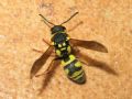 Parodontodynerus ephippium